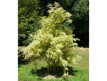 145���. ������ ޣ���� �������  