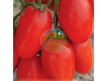������ �� ����� ������ F1 (10 ��)_11,86 ���.