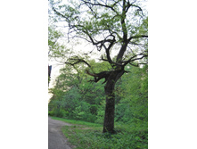 ������� ������