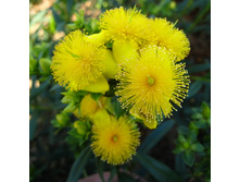 �������� ��������� ������ 175,0