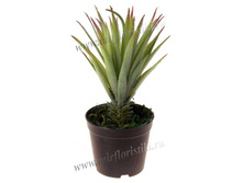 227 ���. ��������.jpg