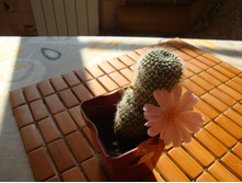 ������� Kariusiana(�102)