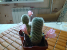 ������� Kariusiana N103,102)