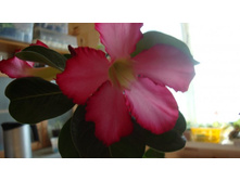 ������� Obessum.JPG