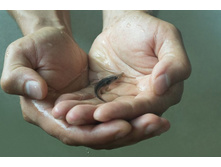 ��������� ��������������� �������