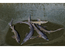 ��������� ����