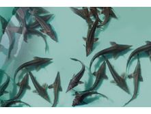 ������������ ������