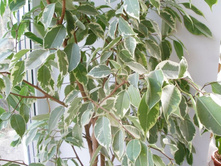 ���������� �������