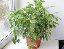 ���������� �����