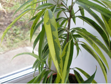 ���������� ������ ���� ����