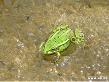 �����, ����-���