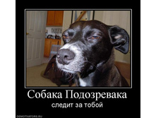 sobaka-podozrevaka.jpg