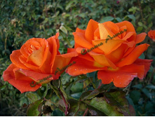 ���� �����-������� ������