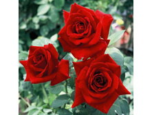 ���� �����-������� ����������