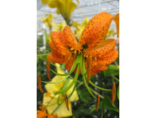 30,24���. ����� ����� (�������� ���� �� 5 ��., ����������� ����� 1��.).jpg