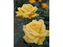 ���� ���������� ����� ���� ������