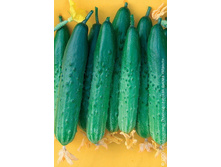 F1 ����� (16 ���.)