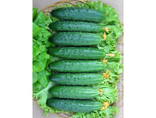 F1 �������� (16 ���.)