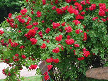 ���� ��������� ����������