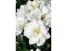 ���� ����������� ���� ����