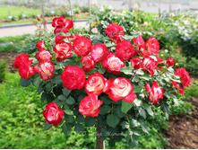 ���� ����� ���������� ������ �� ����� �� ������ 465,0,