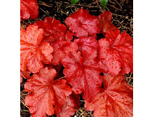 167,3���. ������� ���� ����� (�������� ���� �� 2 ��., ����������� ����� 1��.).jpg