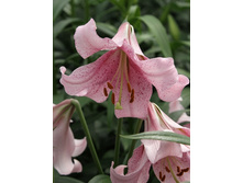 24,26���. ����� ������ (��� 10 ��. ���������� ������ 5��.).jpg