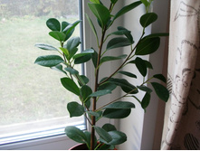 ����������  �������