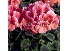 ���������� ��������� BullsEye Salmon_2 �� 45.jpg