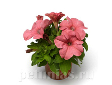 MAXI ������� Duvet Salmon - 50 �� � ��_2 �� �� 70.jpg