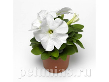 MAXI ������� Duvet White 50 �� � ����_ 1 �� 70.jpg