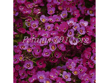 ������� Clear Cristall Purple Shades_2 �� 15.jpg