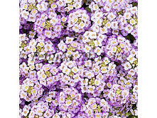 ������� Wonderland Blue_2 �� 10.jpg