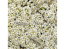 ������� Wonderland White_1 �� 10.jpg