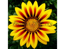 ������� Daybreak Red Stripe_1�� �� 15.jpg