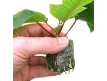 ��������� �������� Jiffy-7� ������� 50 �� - 10 �� �� 5 ���.jpg