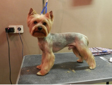 ������� �����