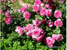 ���� ��������� �����