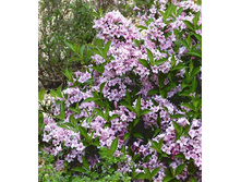 160���. ������� ���� ������