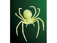 543*306 ���� ������ ����� (�������� � �������)