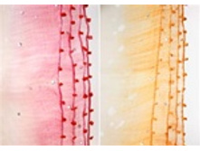 900� ��������