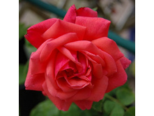 ���� �����-��������� ����������� 180