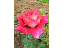 ���� �����-��������� ����������