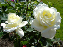 ���� �����-��������� ���������