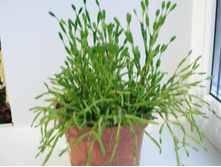 ������� ���������������� (Hatiora salicornioides)-60�(���),200�(���)