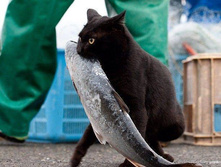 ����� ����, ޣ���� ���