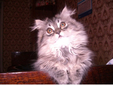 ���� ������� �����... � �� ����� �����, ����������� � ��������!!!