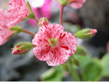 ���������� \"��������� ̣�\"