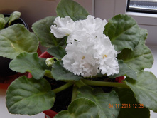 ��������� �����.JPG