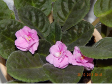 ���� ����������.JPG